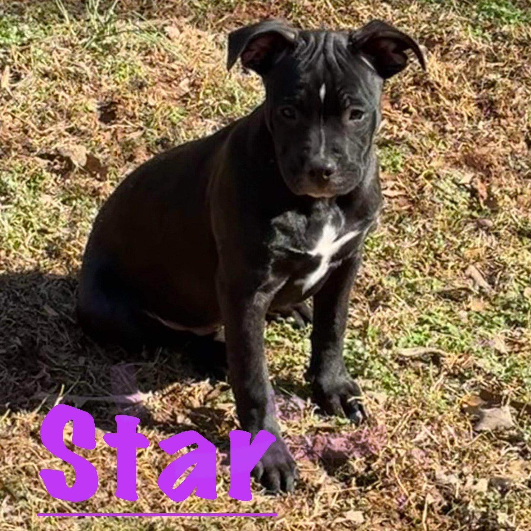 Enlarge Star, a Adoptable mixed breed in Albany, NY image 6/6