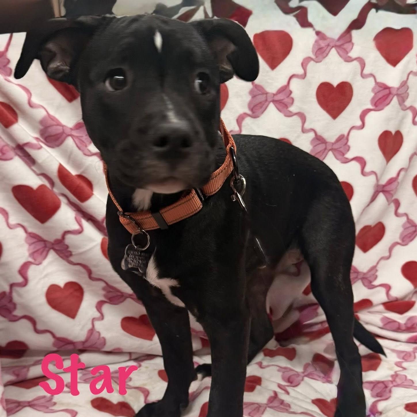 Enlarge Star, a Adoptable mixed breed in Albany, NY image 4/6