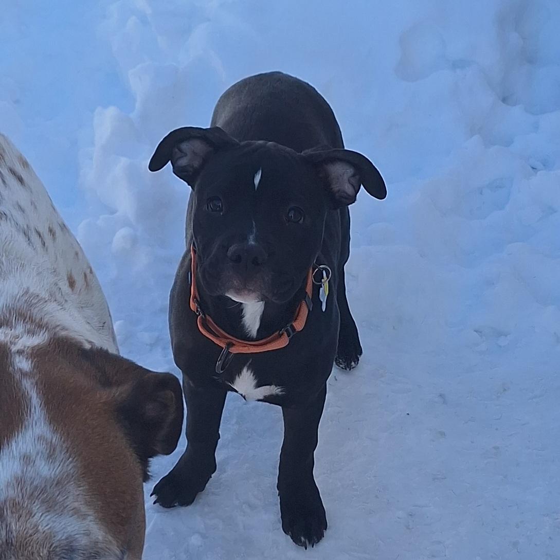 Enlarge Star, a Adoptable mixed breed in Albany, NY image 2/6