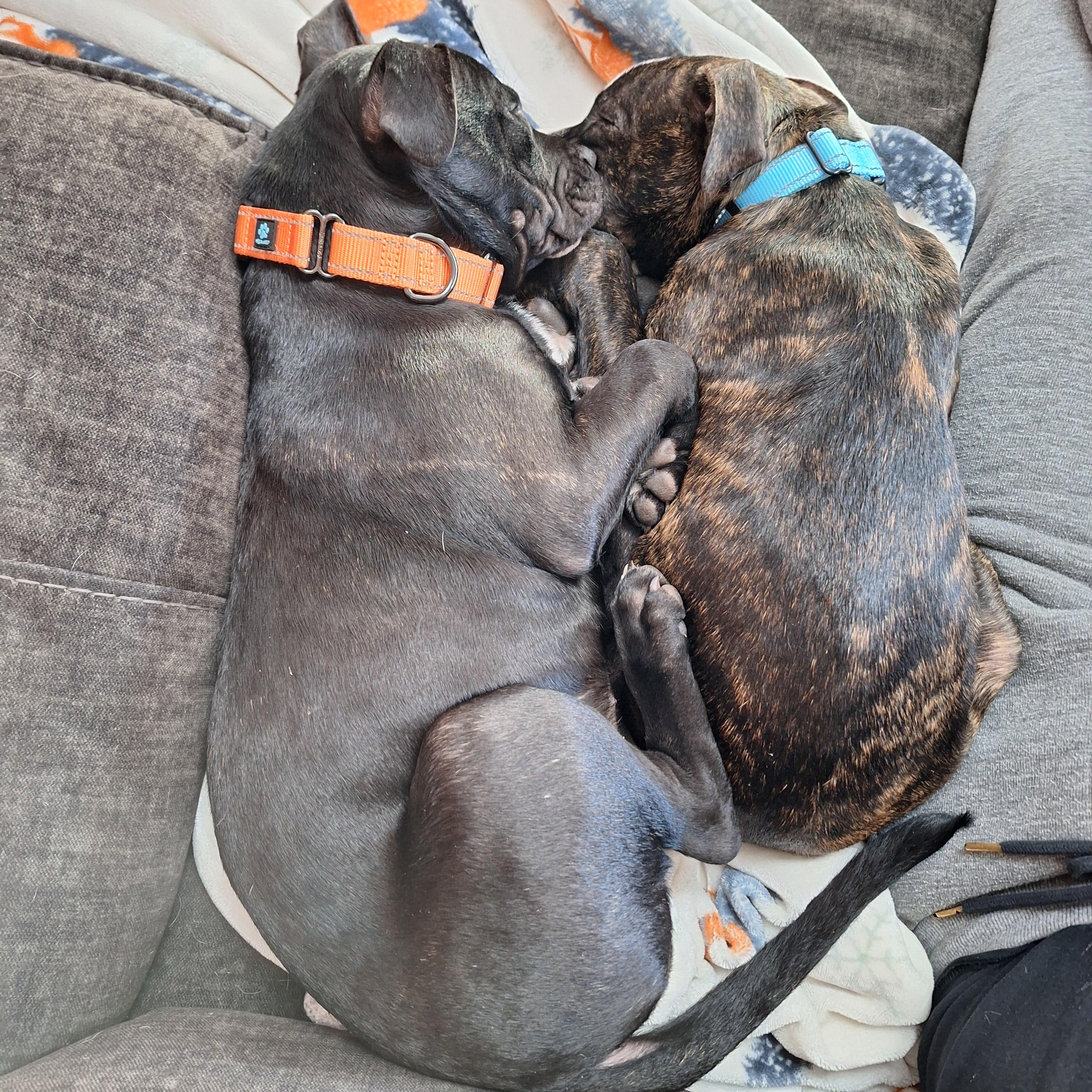 Enlarge Star, a Adoptable mixed breed in Albany, NY image 3/6