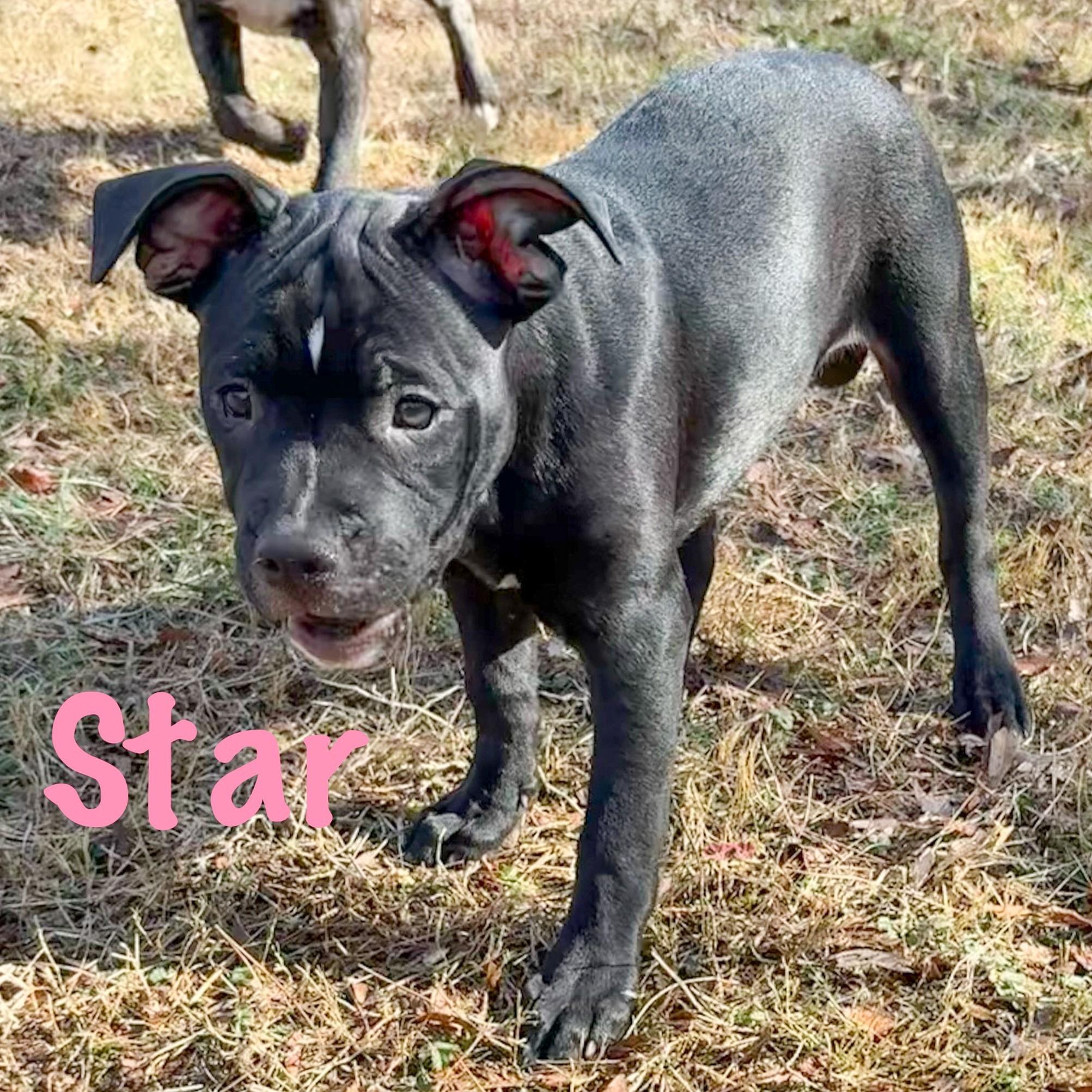 Enlarge Star, a Adoptable mixed breed in Albany, NY image 5/6