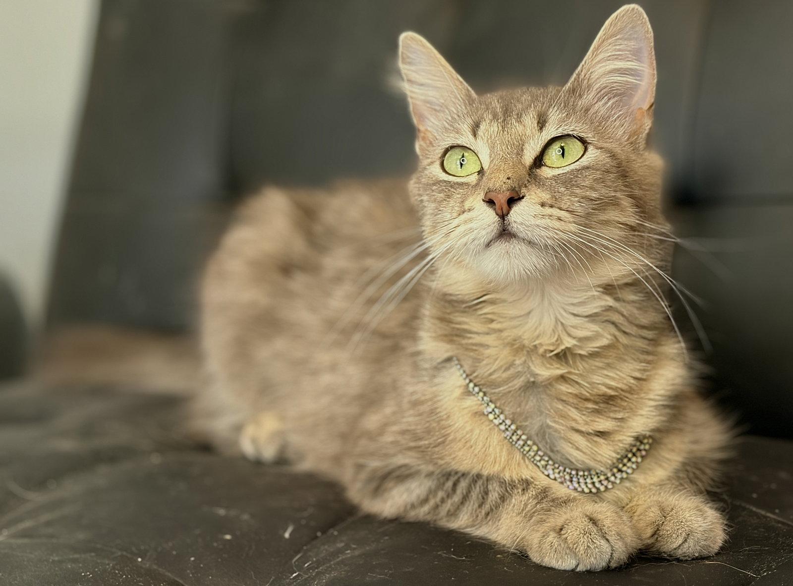 Christy, Adoptable, Young Female Domestic Long Hair.