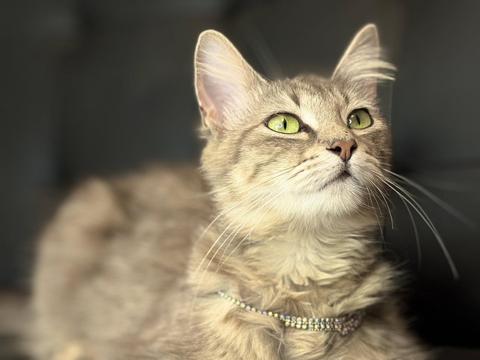 Christy, a Adoptable Domestic Long Hair in Houston, TX image 2/3