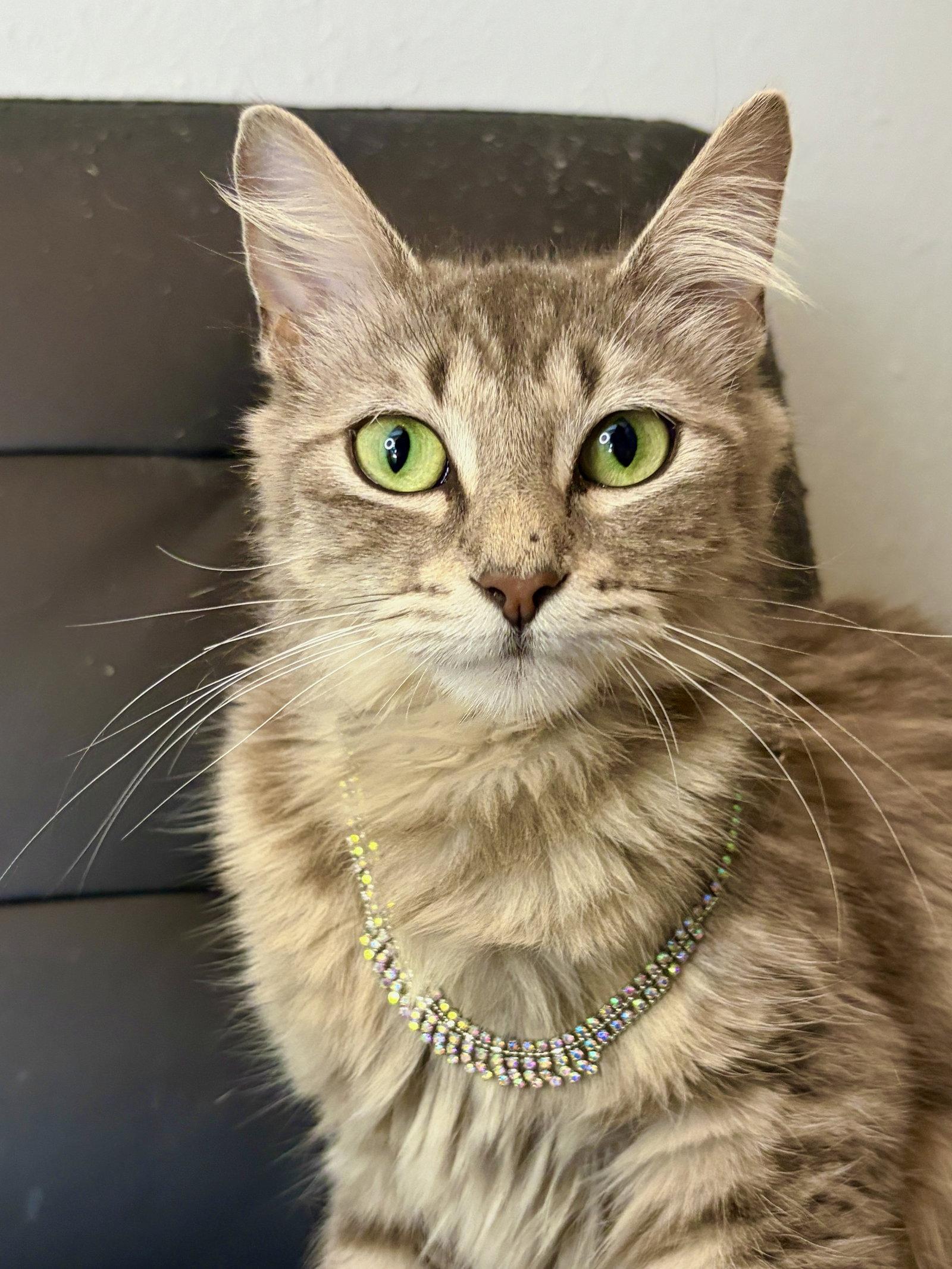 Christy, a Adoptable Domestic Long Hair in Houston, TX image 3/3