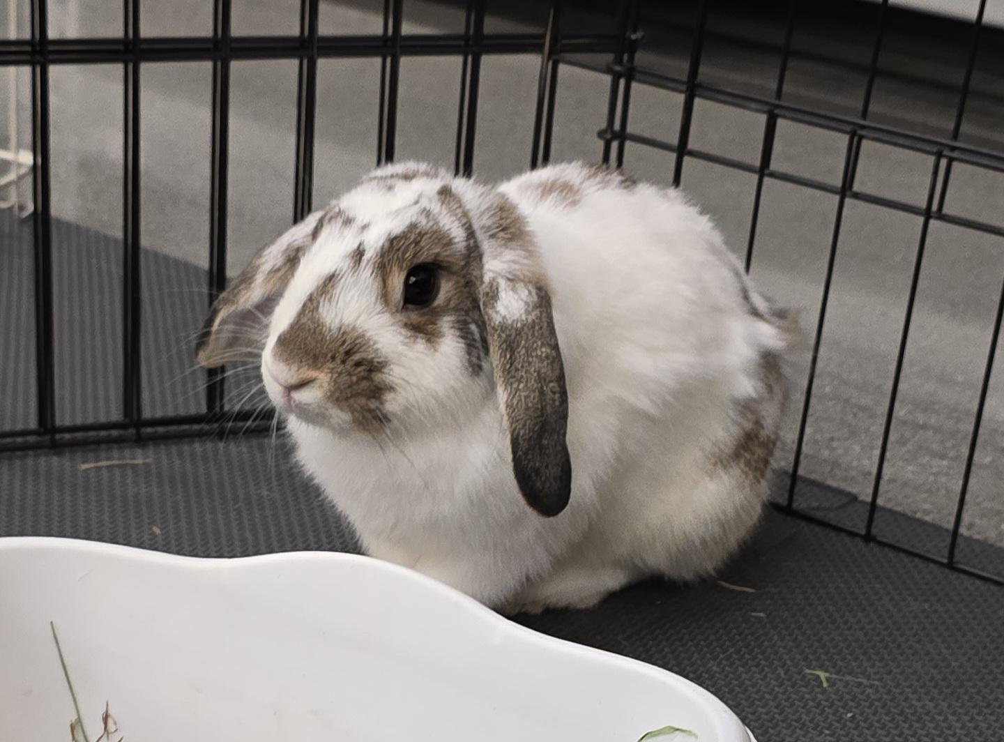 Cedar, adopted, Young Male Mini Lop & Holland Lop.