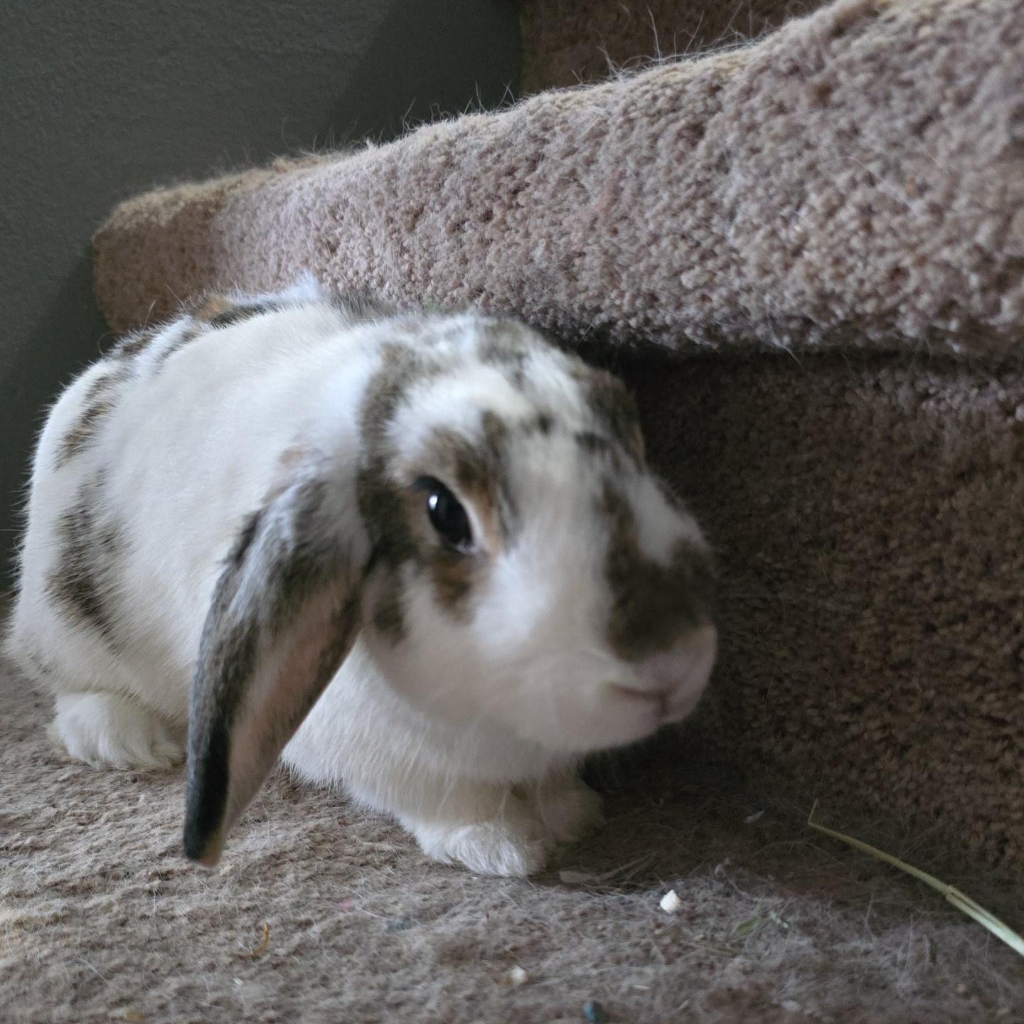 Enlarge Cedar, an adopted mixed breed in Knoxville, TN image 2/3