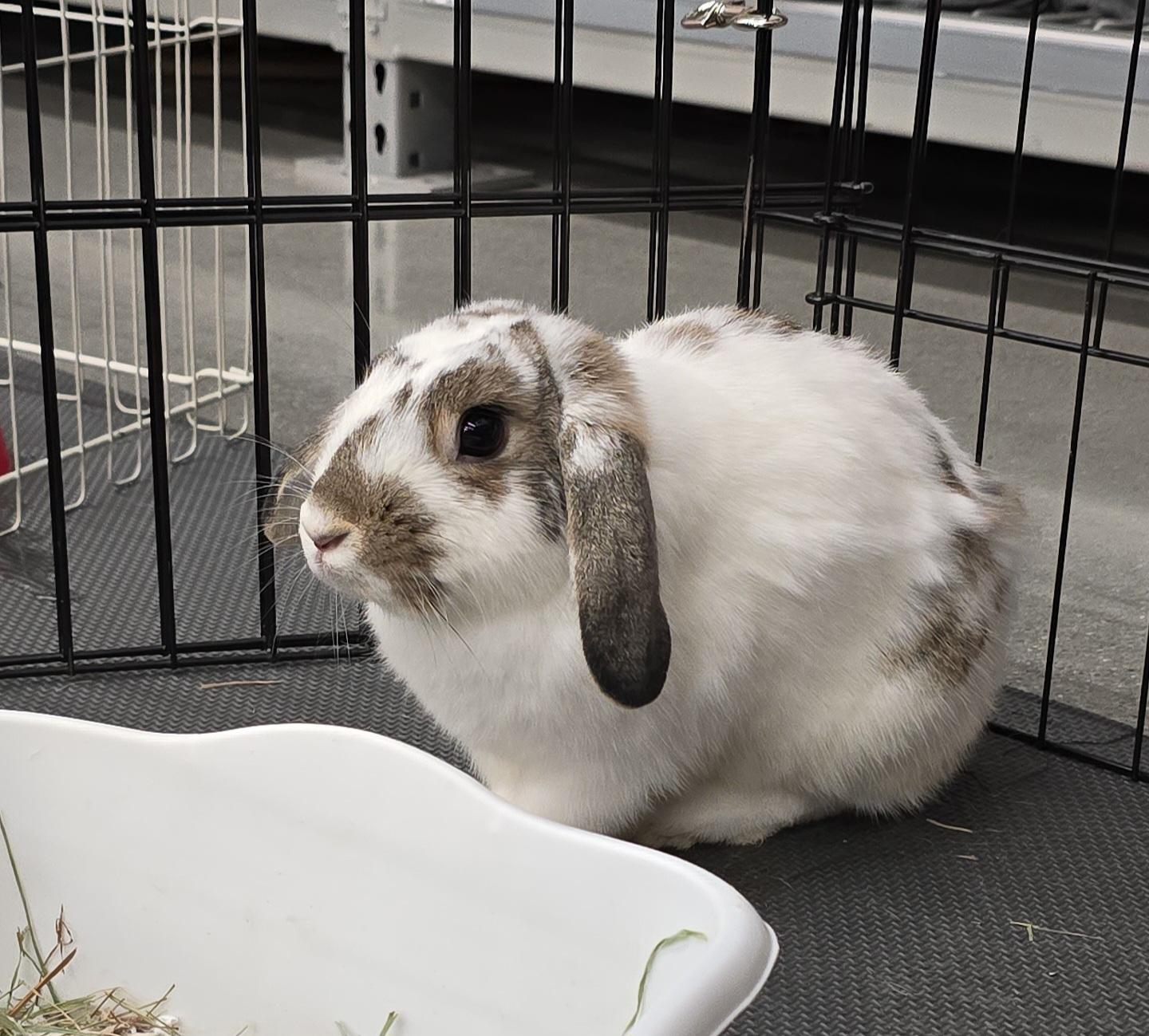 Enlarge Cedar, an adopted mixed breed in Knoxville, TN image 3/3