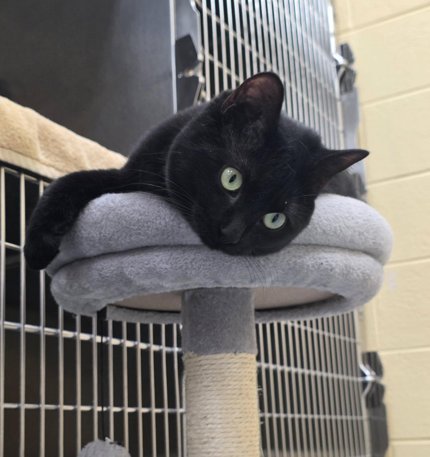 Enlarge Zelena, a Adoptable Domestic Short Hair in Culpeper, VA image 3/4