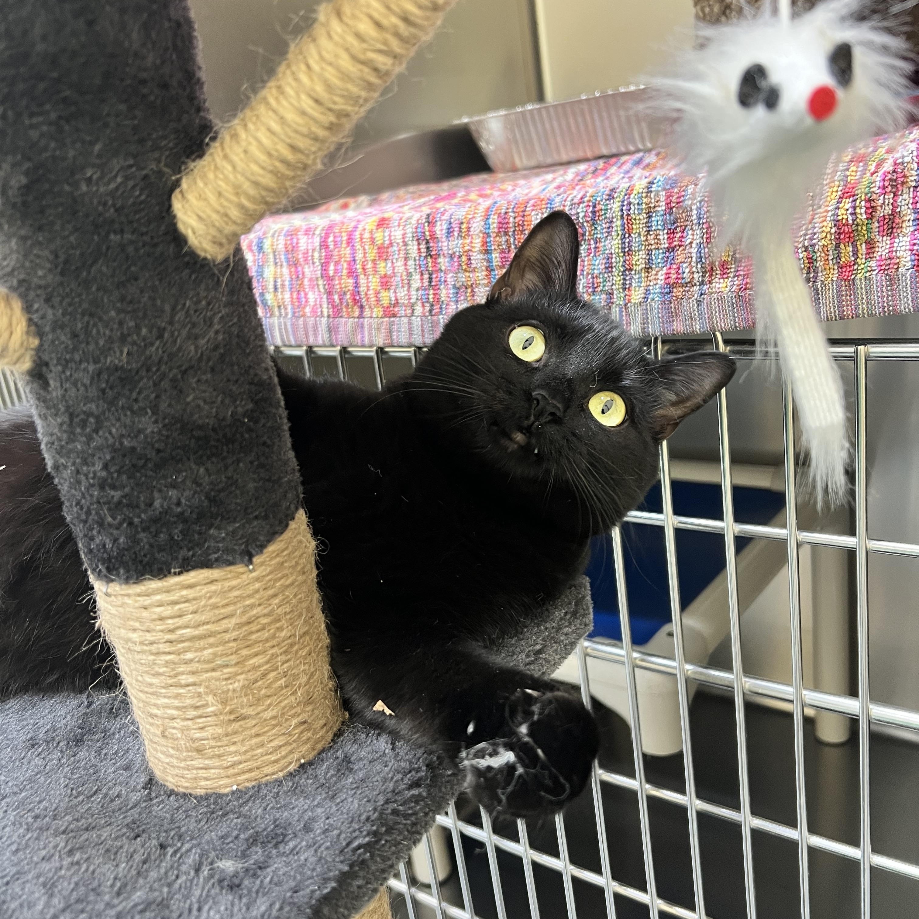 Enlarge Zelena, a Adoptable Domestic Short Hair in Culpeper, VA image 2/4