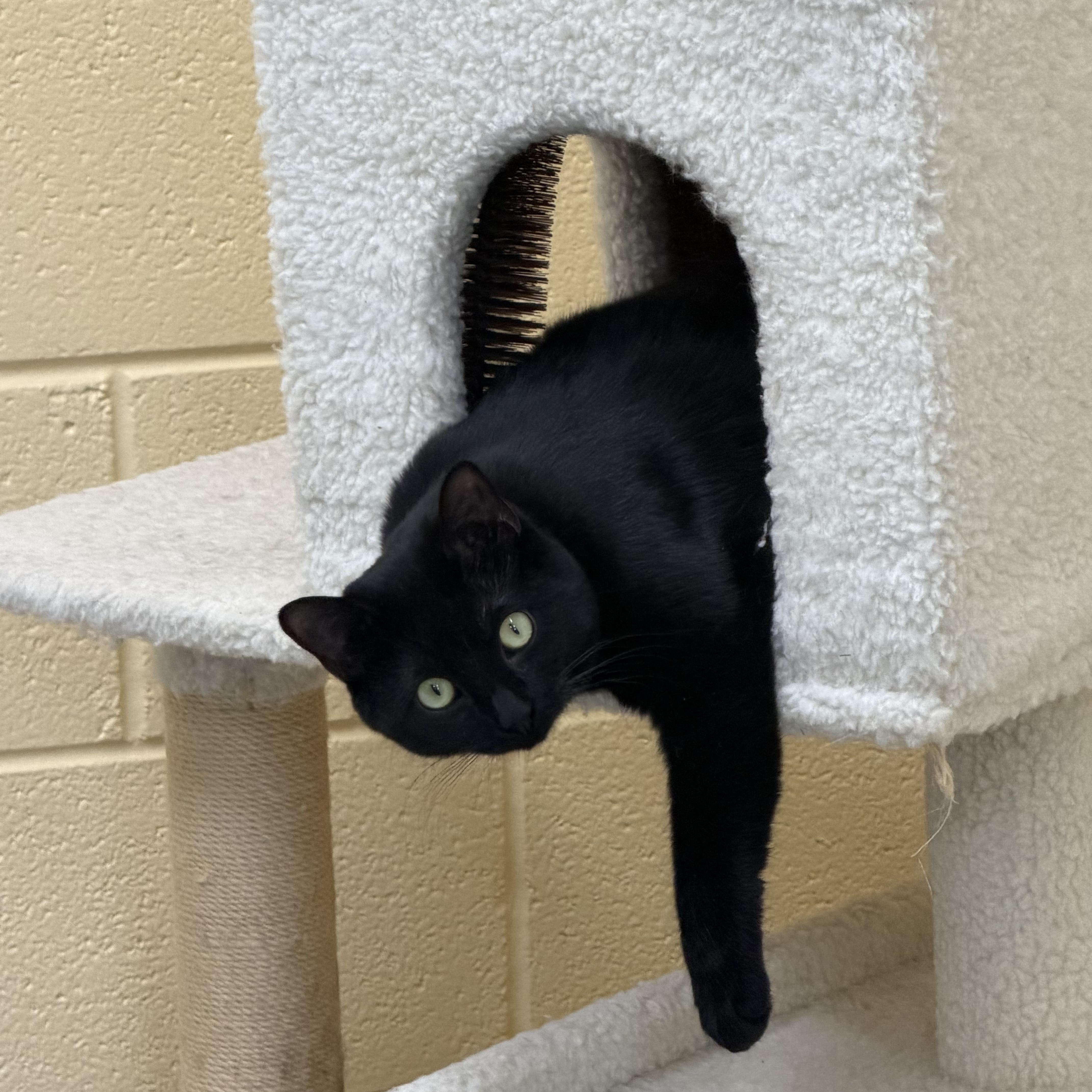 Enlarge Zelena, a Adoptable Domestic Short Hair in Culpeper, VA image 4/4