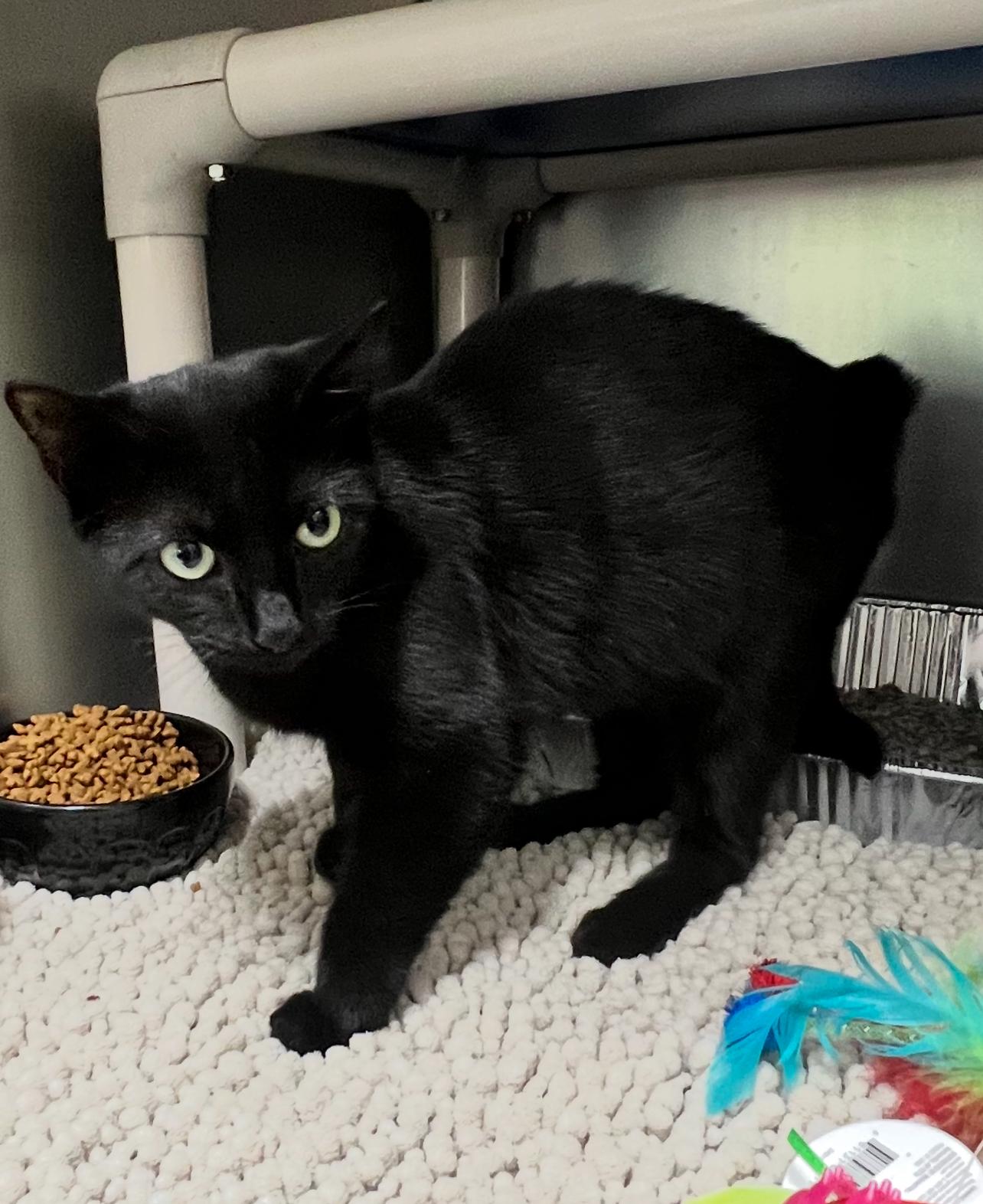 Enlarge Zelena, a Adoptable Domestic Short Hair in Culpeper, VA image 1/1