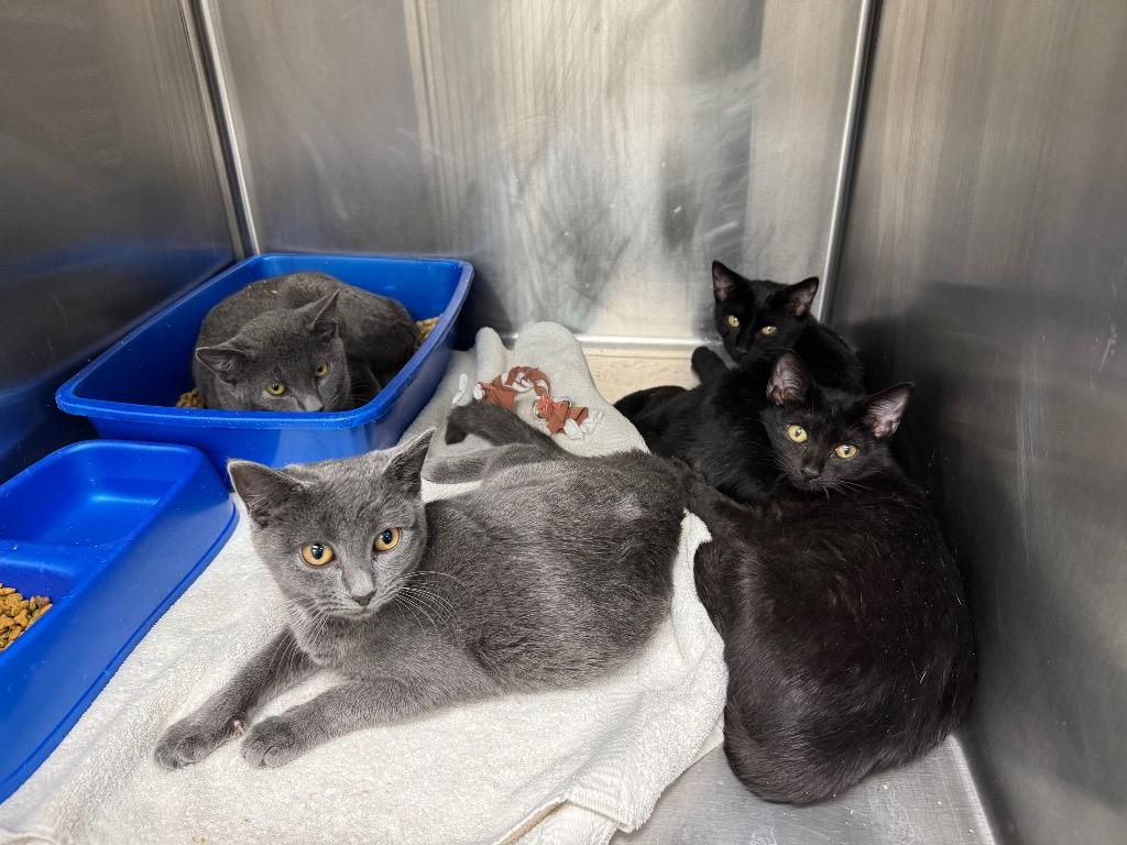 Enlarge Twilight In Foster, a Adoptable mixed breed in Danielsville, GA image 1/2