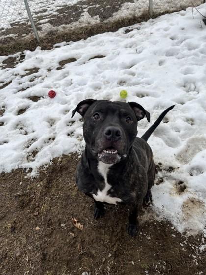 Enlarge Uvogin, a Adoptable mixed breed in Mishawaka, IN image 4/5