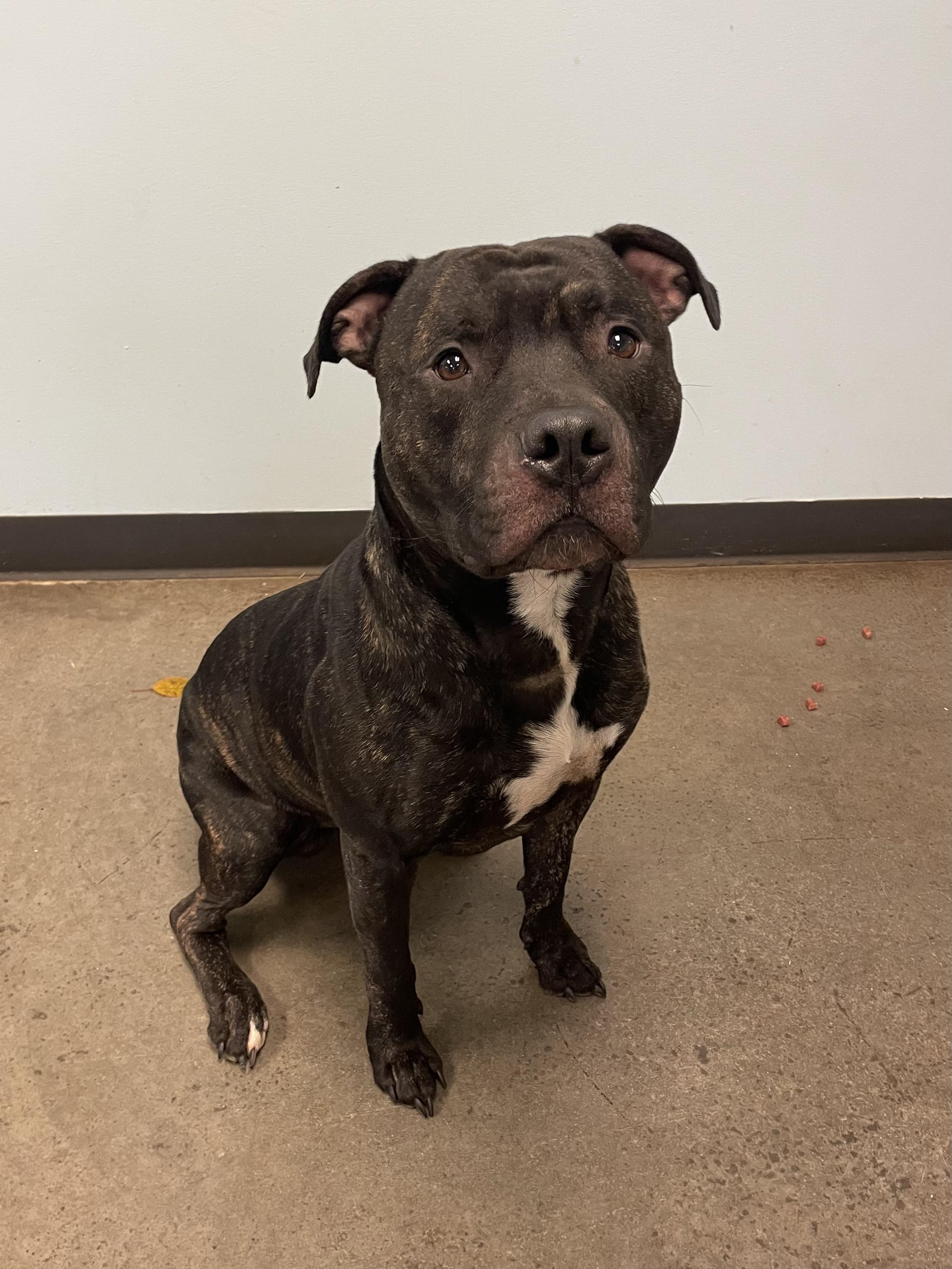 Uvogin, a Adoptable mixed breed in Mishawaka, IN image 1/5