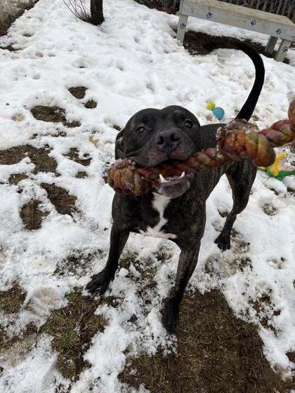 Uvogin, Adoptable, Adult Male Mixed Breed.