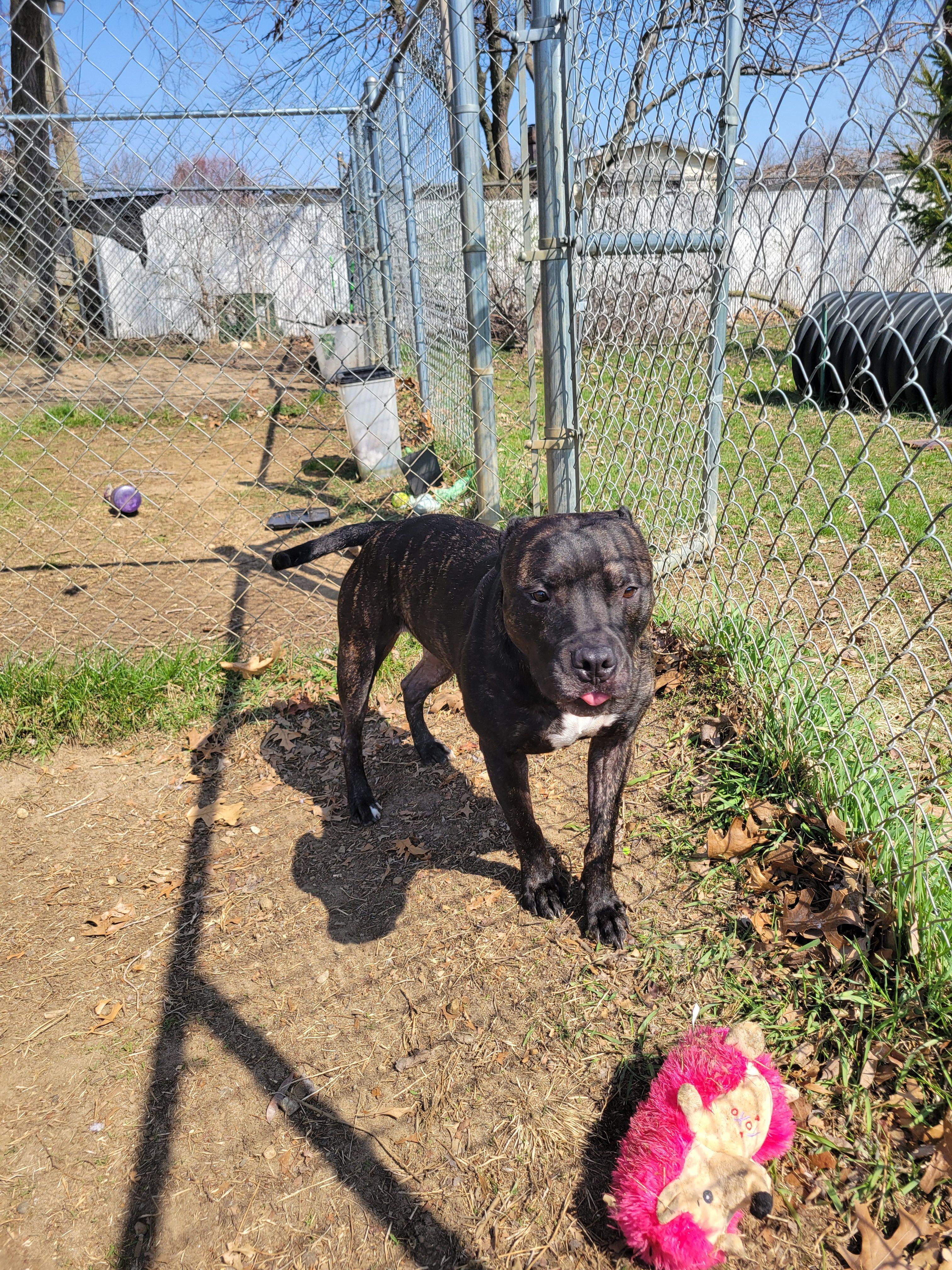 Enlarge Uvogin, a Adoptable mixed breed in Mishawaka, IN image 3/6