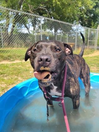 Uvogin, Adoptable, Adult Male Mixed Breed.