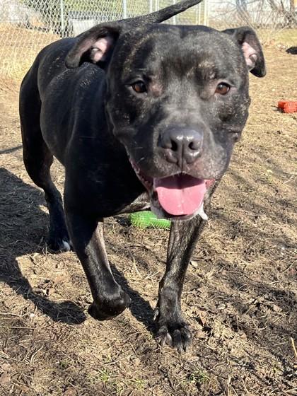 Enlarge Uvogin, a Adoptable mixed breed in Mishawaka, IN image 3/5