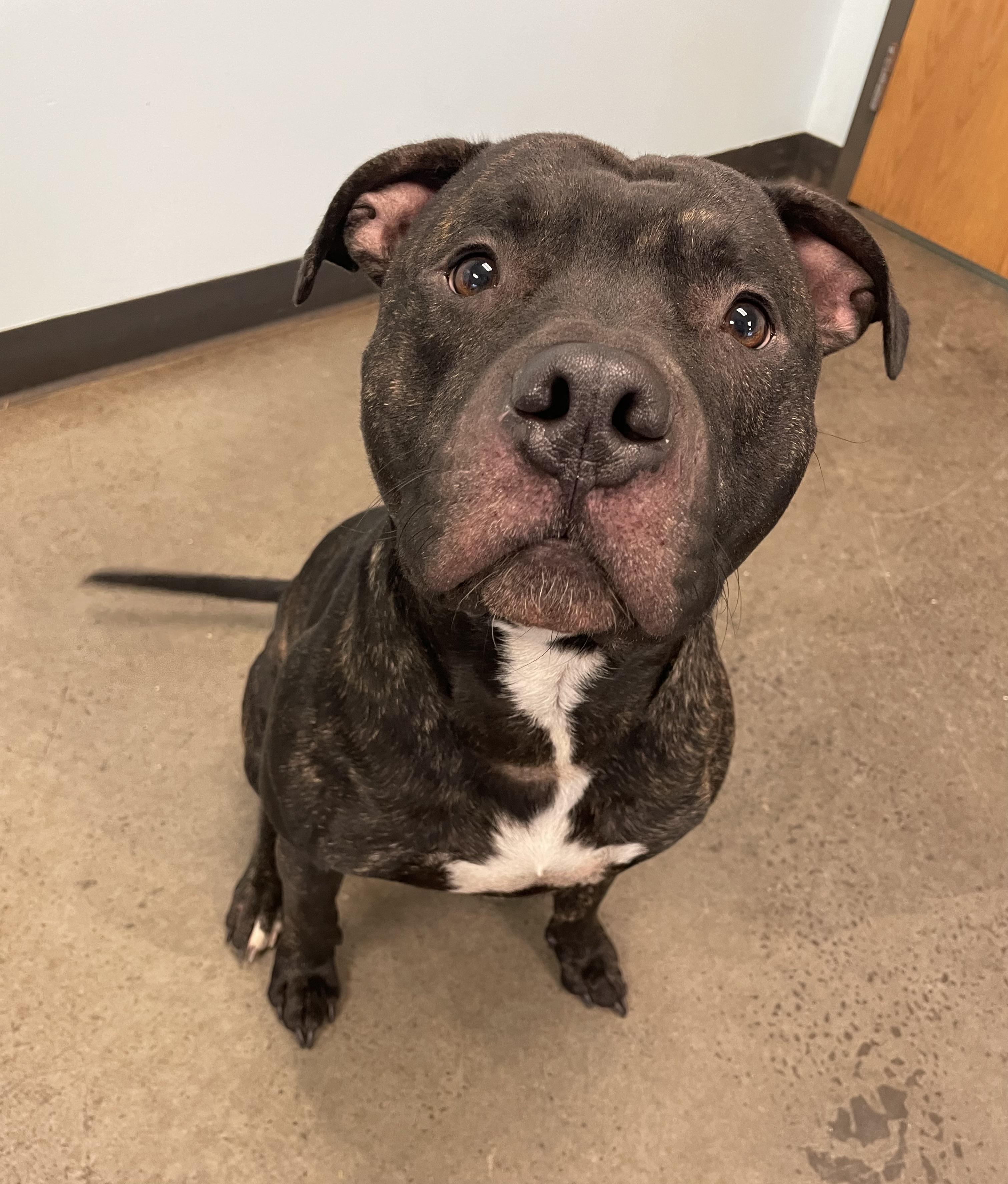 Uvogin, a Adoptable mixed breed in Mishawaka, IN image 2/5