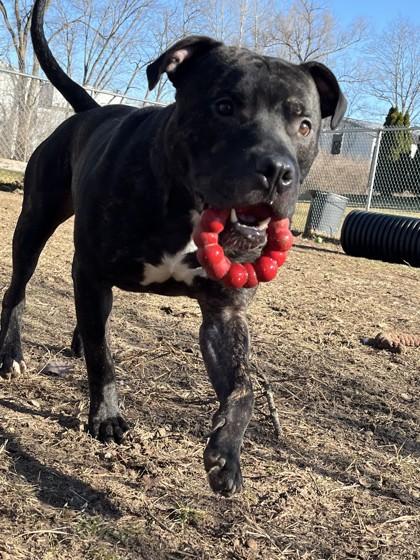 Enlarge Uvogin, a Adoptable mixed breed in Mishawaka, IN image 2/5