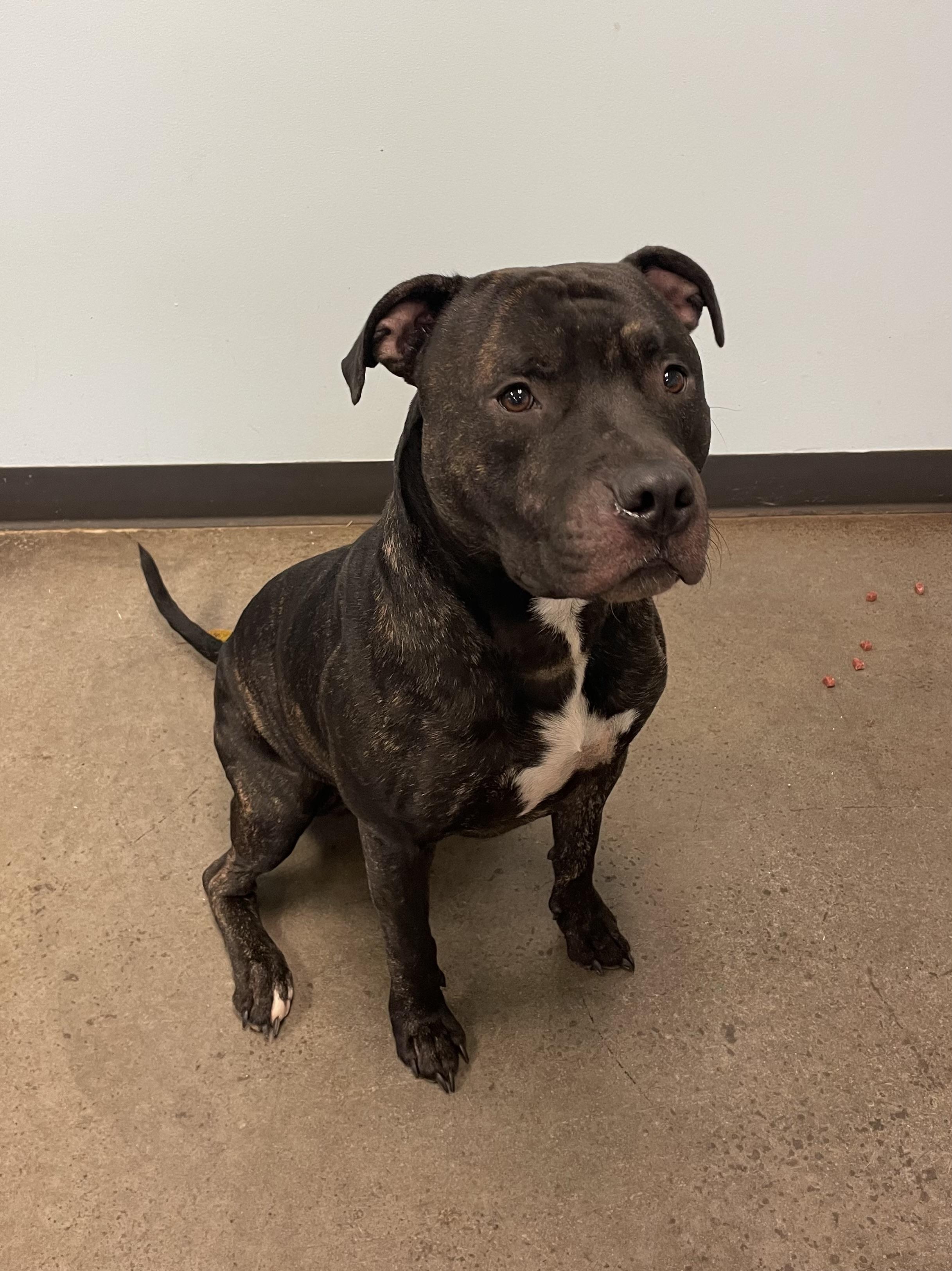 Uvogin, a Adoptable mixed breed in Mishawaka, IN image 3/5