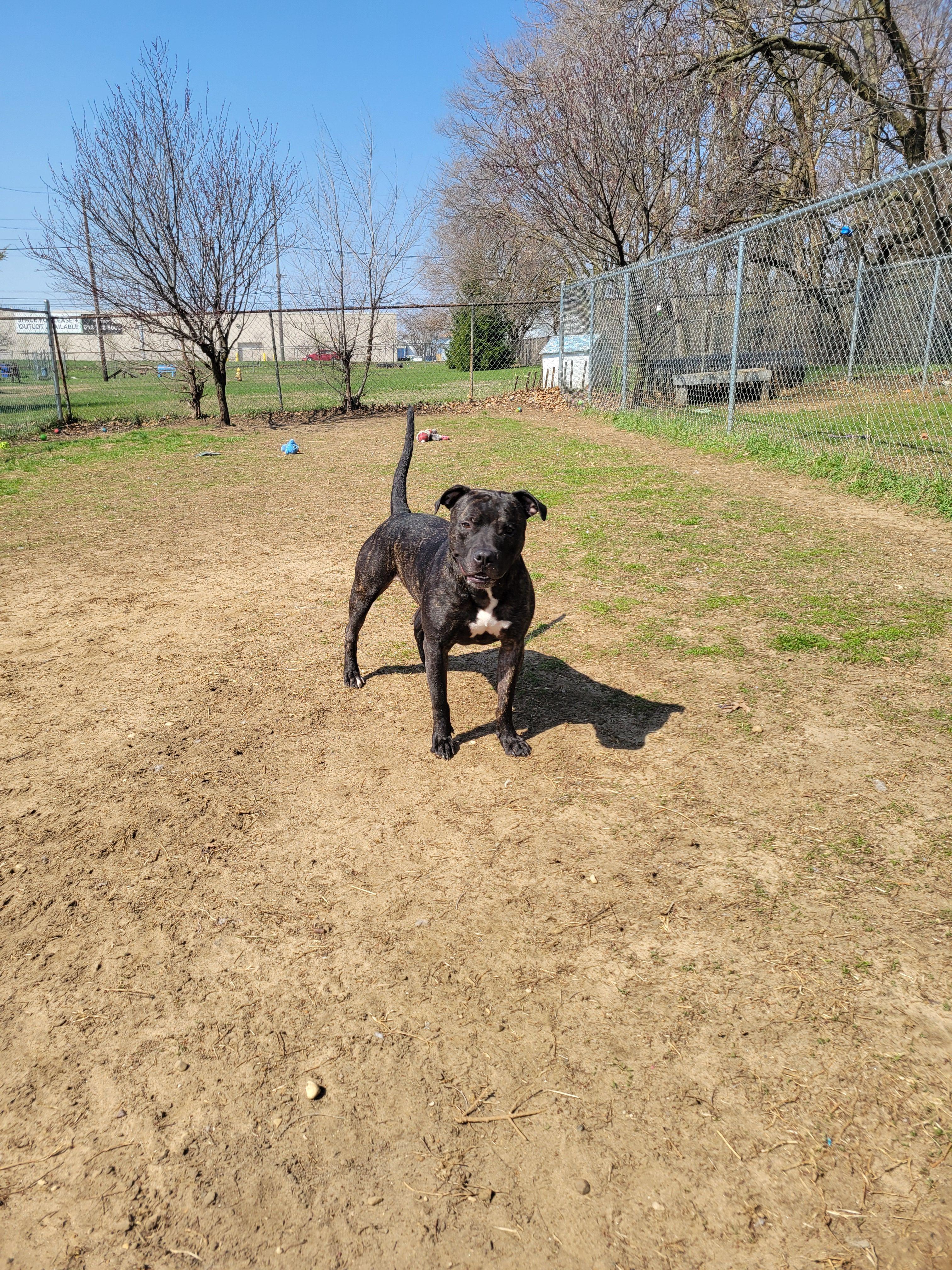 Enlarge Uvogin, a Adoptable mixed breed in Mishawaka, IN image 2/6