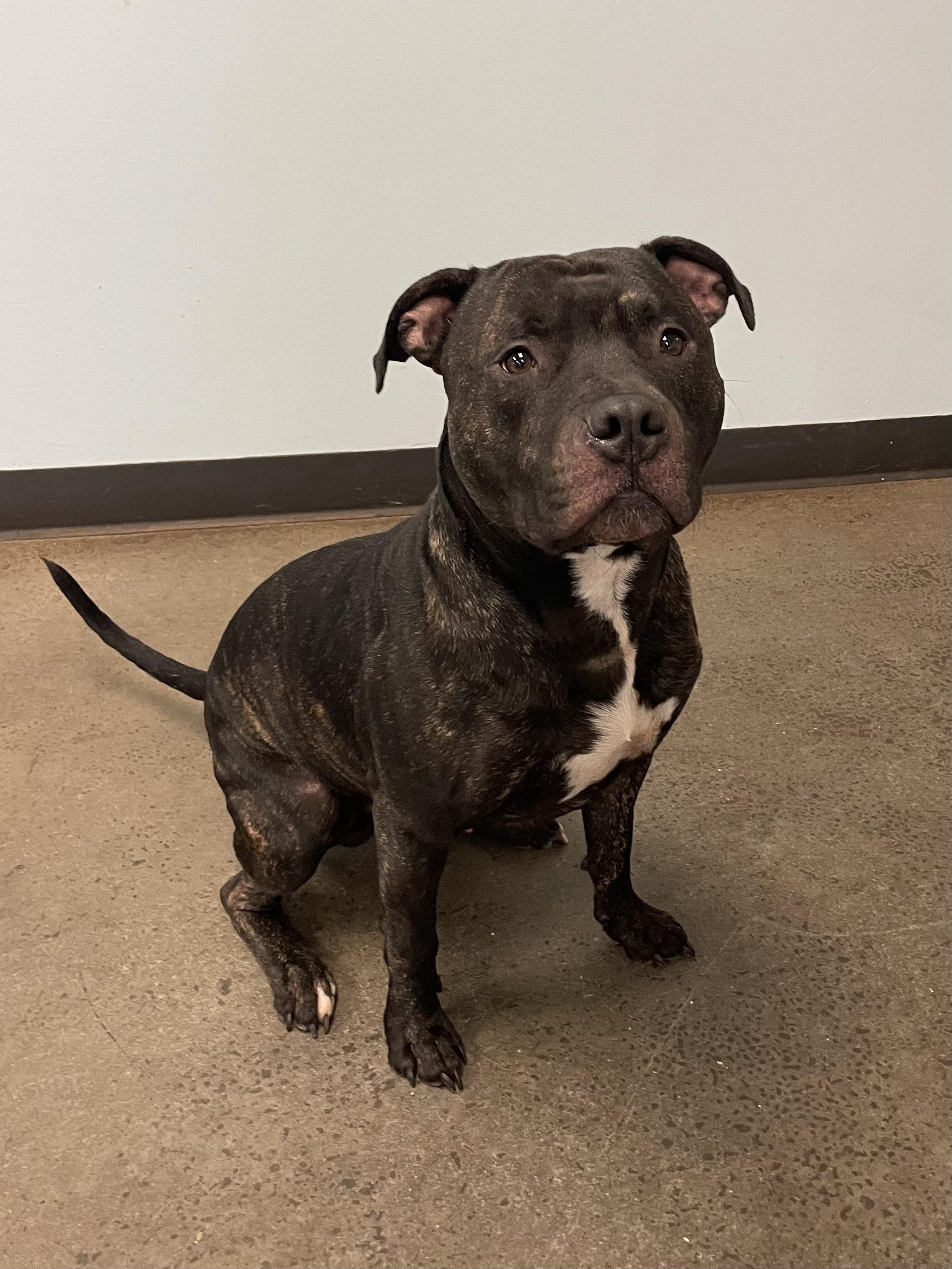 Uvogin, a Adoptable mixed breed in Mishawaka, IN image 4/5