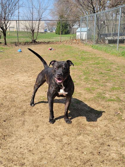 Uvogin, a Adoptable mixed breed in Mishawaka, IN image 2/6