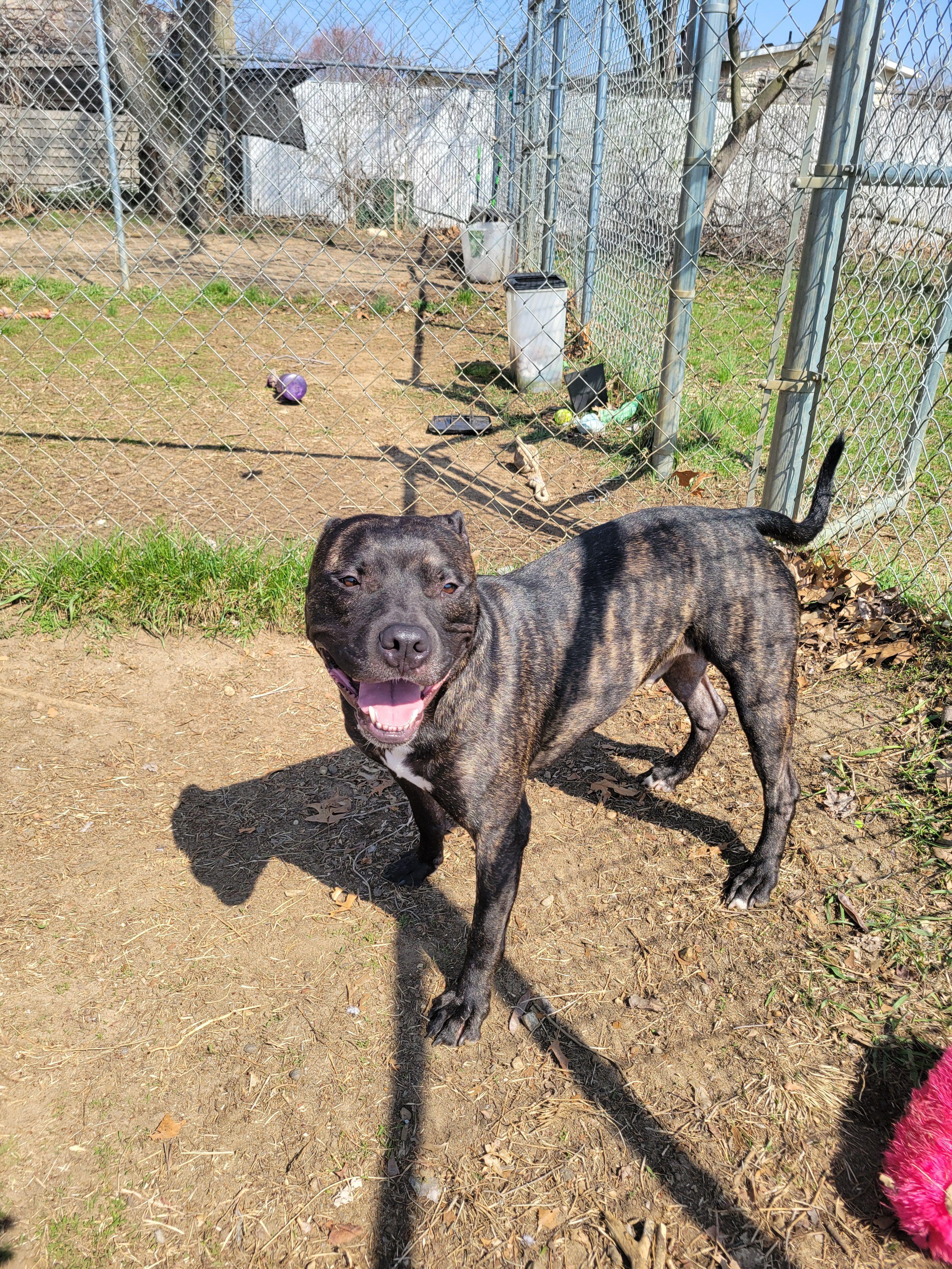 Enlarge Uvogin, a Adoptable mixed breed in Mishawaka, IN image 1/6