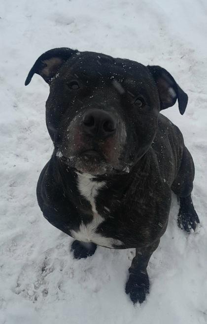 Enlarge Uvogin, a Adoptable mixed breed in Mishawaka, IN image 5/5