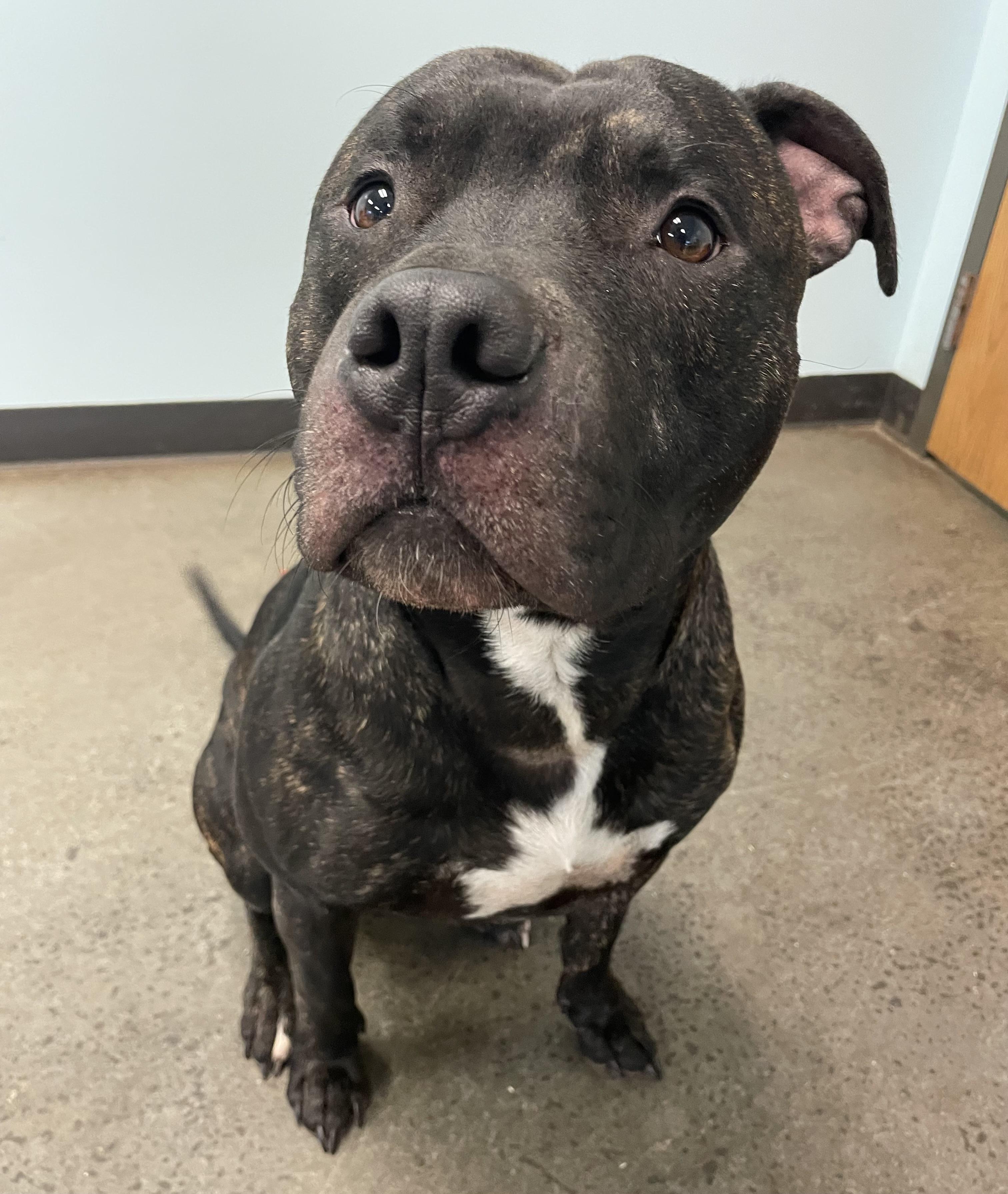 Uvogin, a Adoptable mixed breed in Mishawaka, IN image 5/5