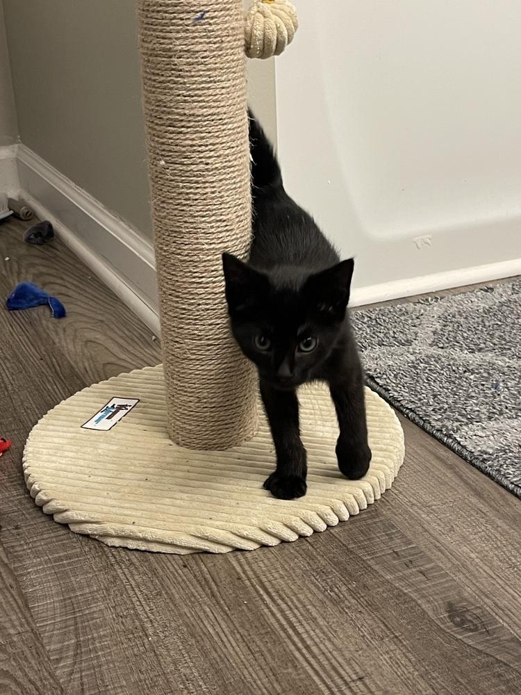 Enlarge Detective 2023, a Adopted mixed breed in Virginia Beach, VA image 1/4