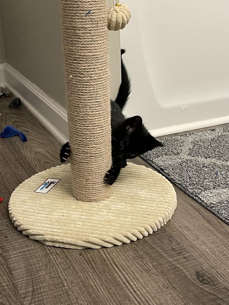 Enlarge Detective 2023, a Adopted mixed breed in Virginia Beach, VA image 2/4