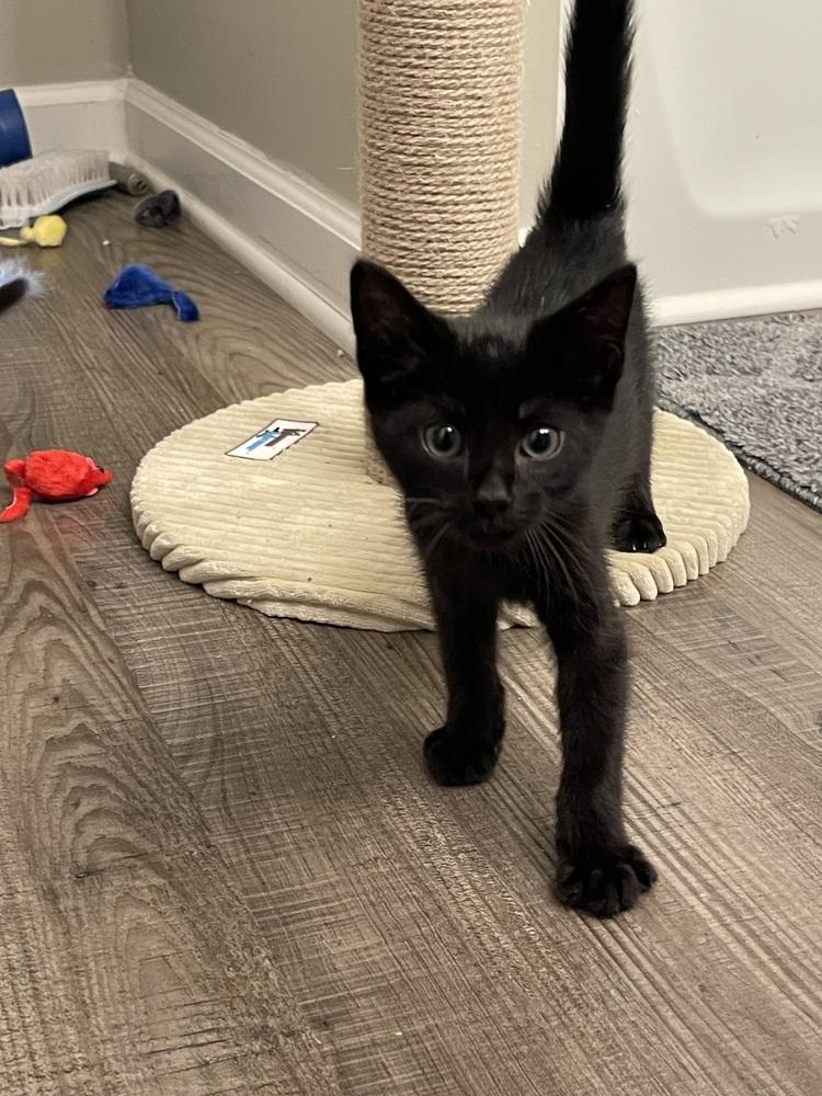 Enlarge Detective 2023, a Adopted mixed breed in Virginia Beach, VA image 3/4