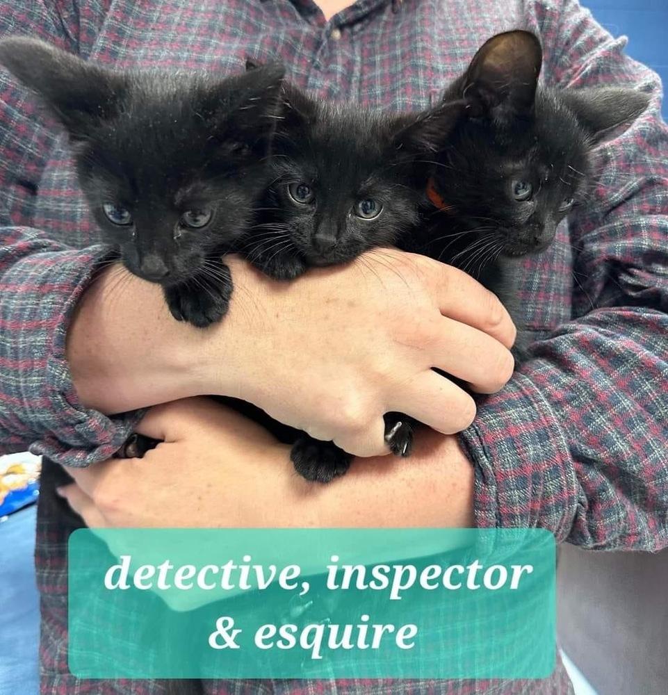 Enlarge Detective 2023, a Adopted mixed breed in Virginia Beach, VA image 4/4