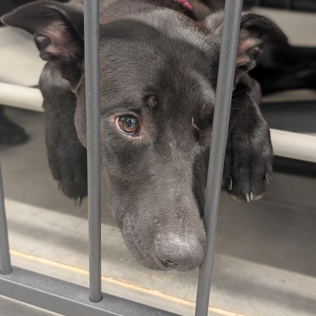 Sophie (Midnight Duo), Adoptable, Young Female Belgian Shepherd / Malinois & Mixed Breed.