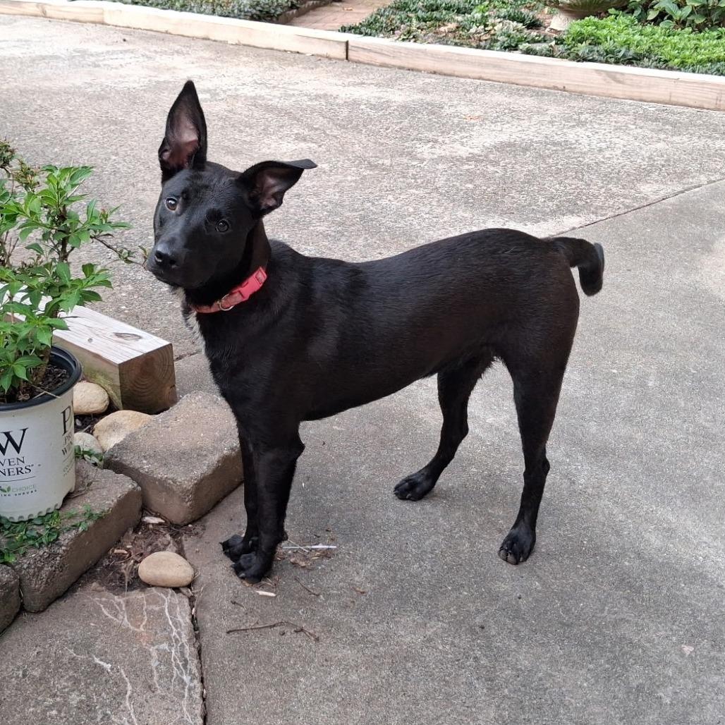 Sophie (Midnight Duo), a Adoptable mixed breed in Lenoir, NC image 2/5