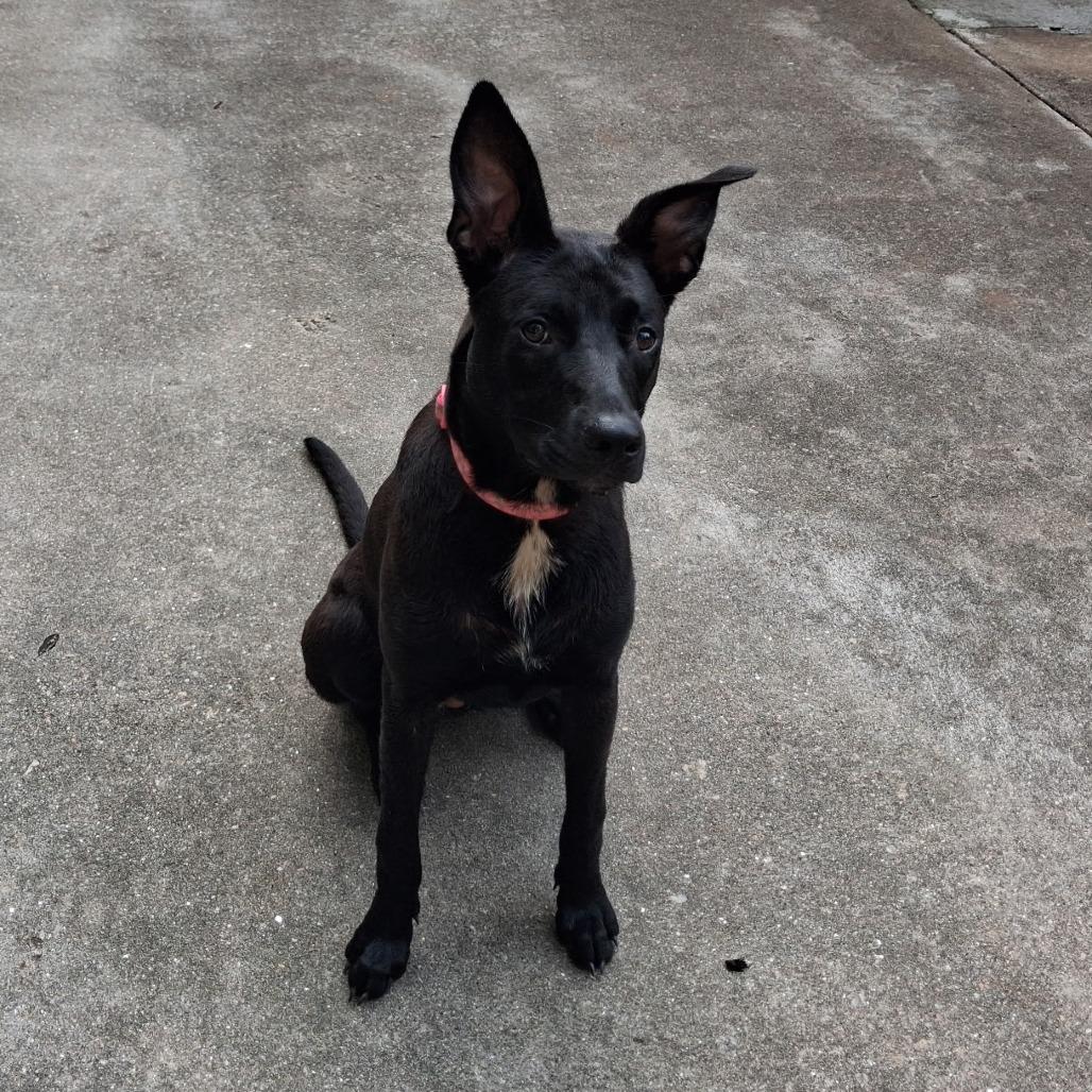 Sophie (Midnight Duo), a Adoptable mixed breed in Lenoir, NC image 3/5