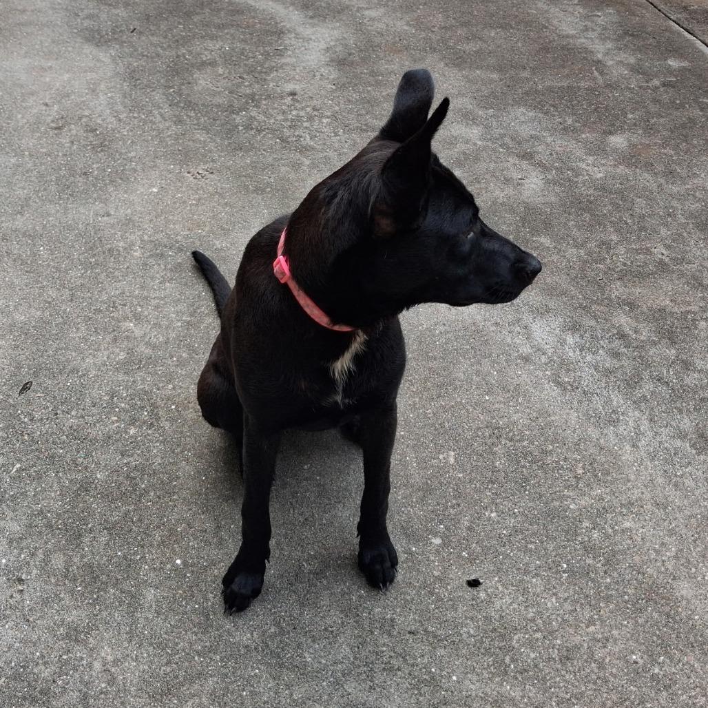Sophie (Midnight Duo), a Adoptable mixed breed in Lenoir, NC image 4/5