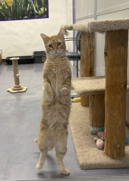 Merlin, Adoptable, Adult Male Domestic Short Hair.