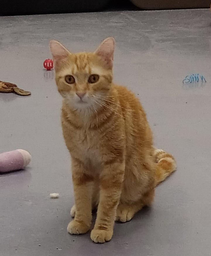 Enlarge Merlin, a Adoptable mixed breed in Rockford, IL image 3/6