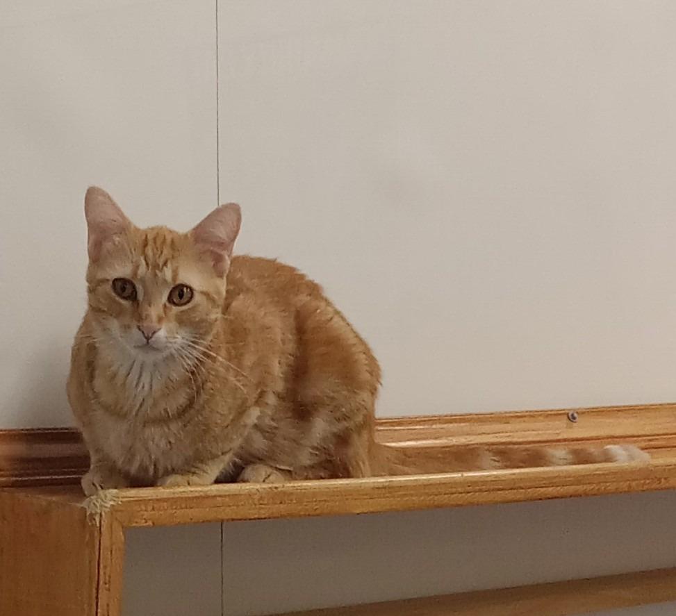 Enlarge Merlin, a Adoptable mixed breed in Rockford, IL image 4/6