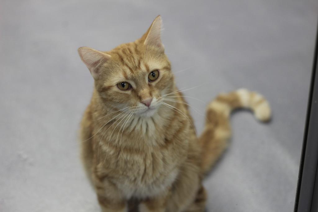 Enlarge Merlin, a Adoptable mixed breed in Rockford, IL image 5/6