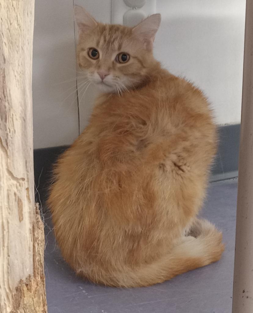 Enlarge Merlin, a Adoptable mixed breed in Rockford, IL image 5/6