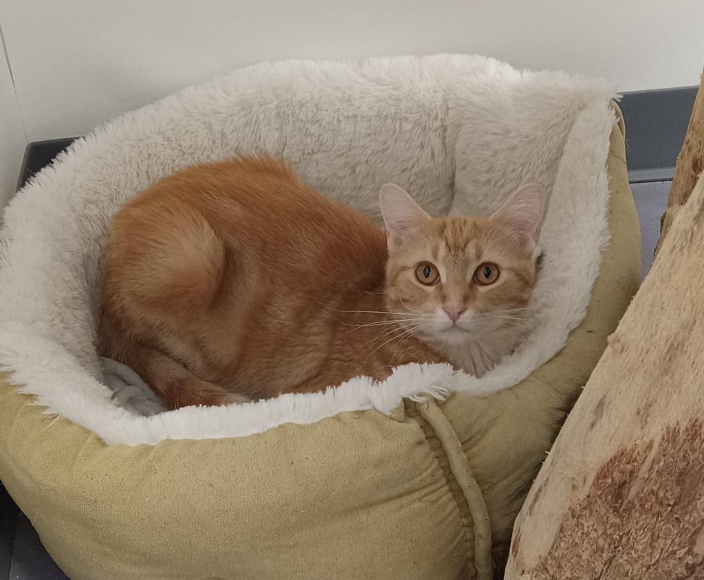 Enlarge Merlin, a Adoptable mixed breed in Rockford, IL image 6/6