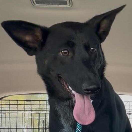 Enlarge NALA, a Adoptable mixed breed in Bakersfield, CA image 3/4