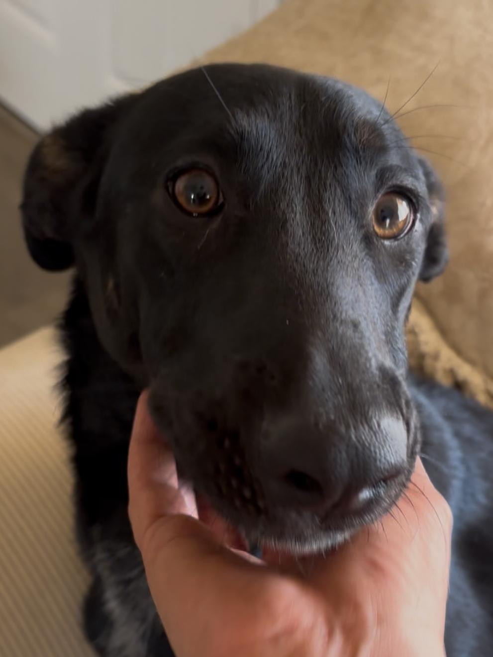 NALA, Adoptable, Young Female Australian Kelpie & Shepherd.