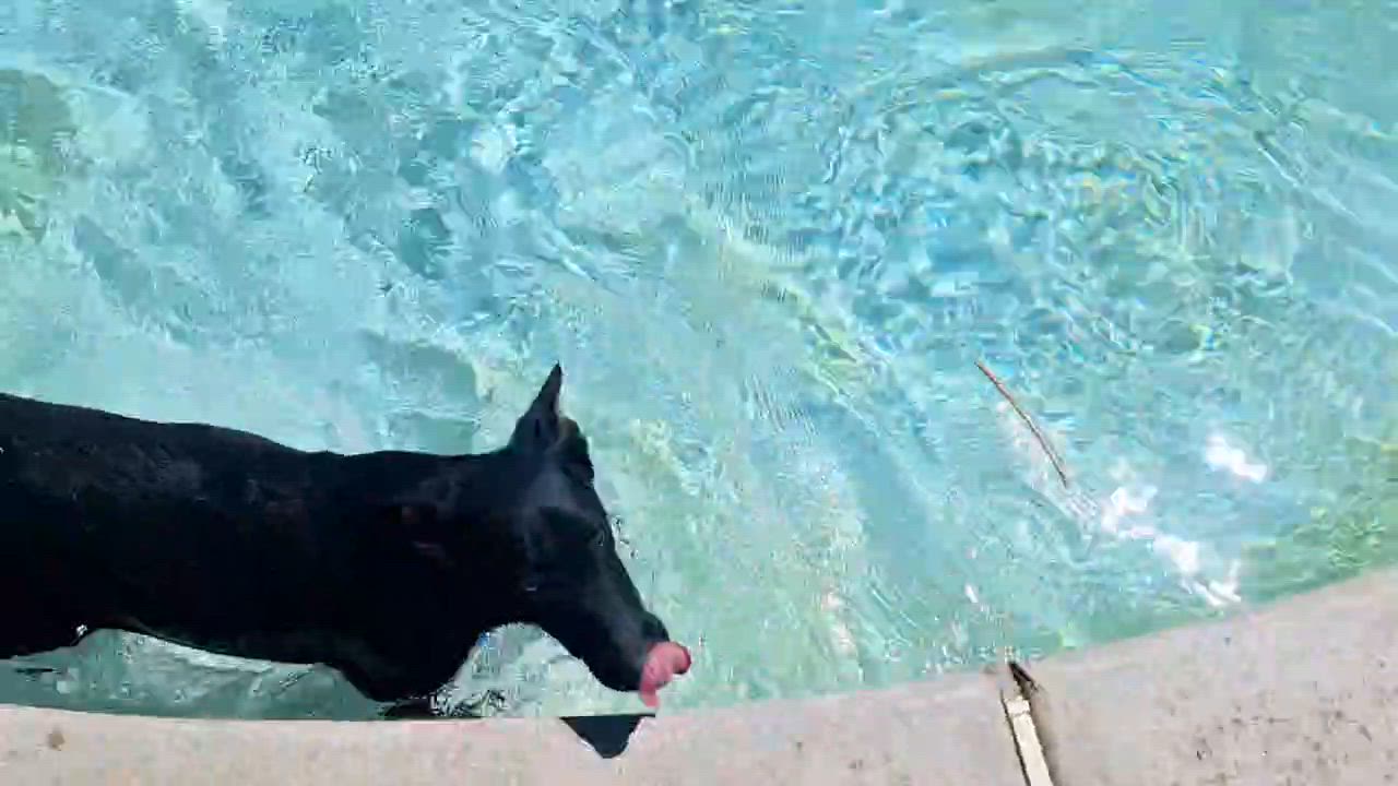 Enlarge NALA, a Adoptable mixed breed in Bakersfield, CA video 4/4