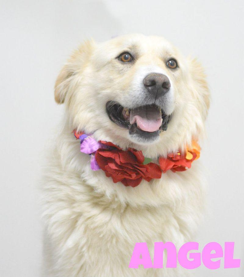 Angel, Adoptable, Adult Female Great Pyrenees & Anatolian Shepherd.