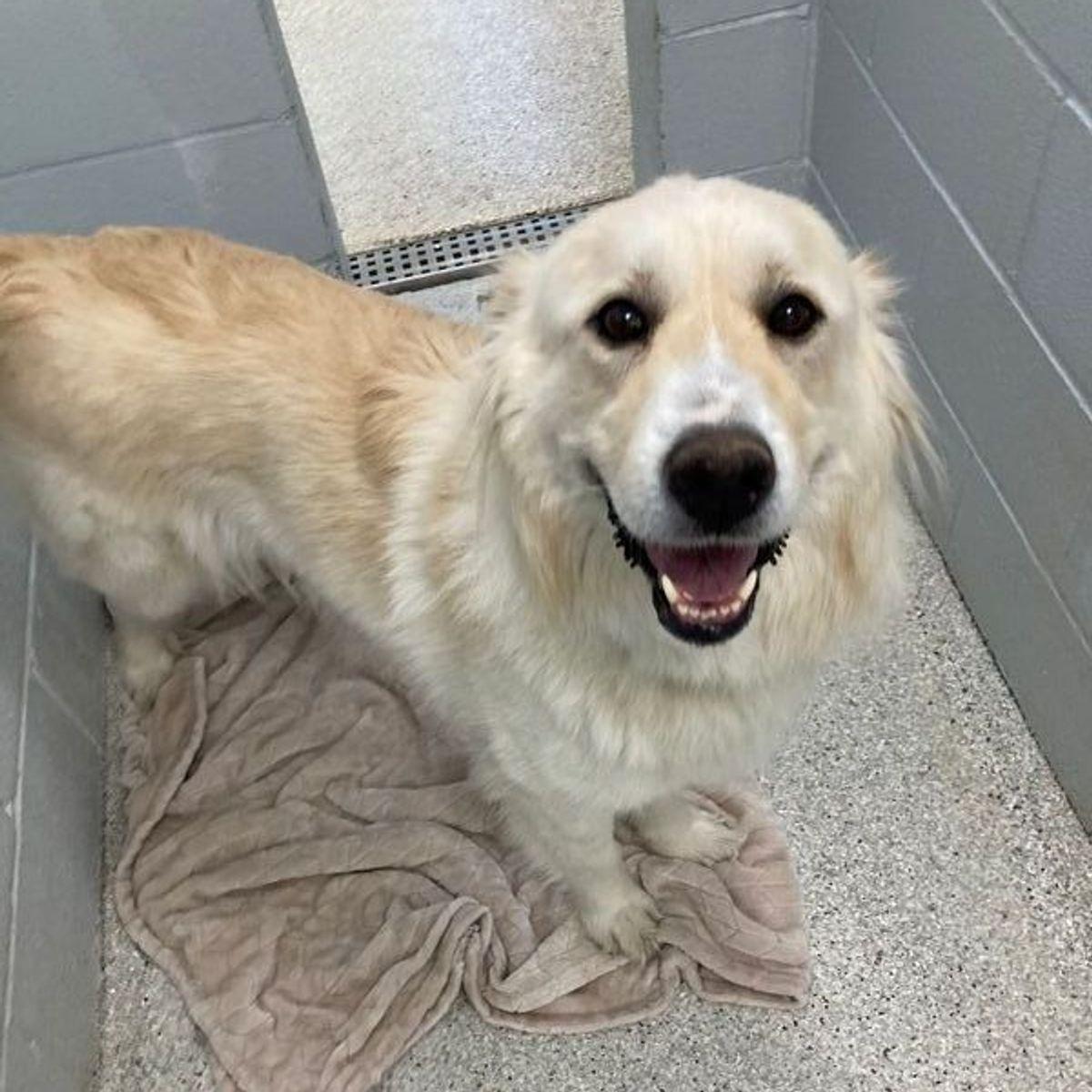 Angel, a Adoptable mixed breed in Lake Havasu City, AZ image 2/2